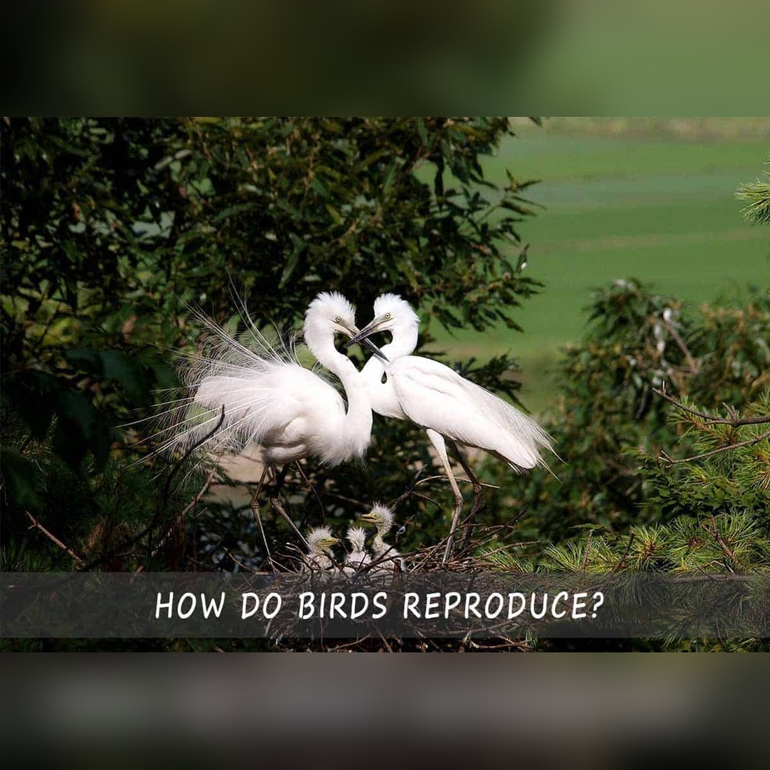 How Do Birds Reproduce