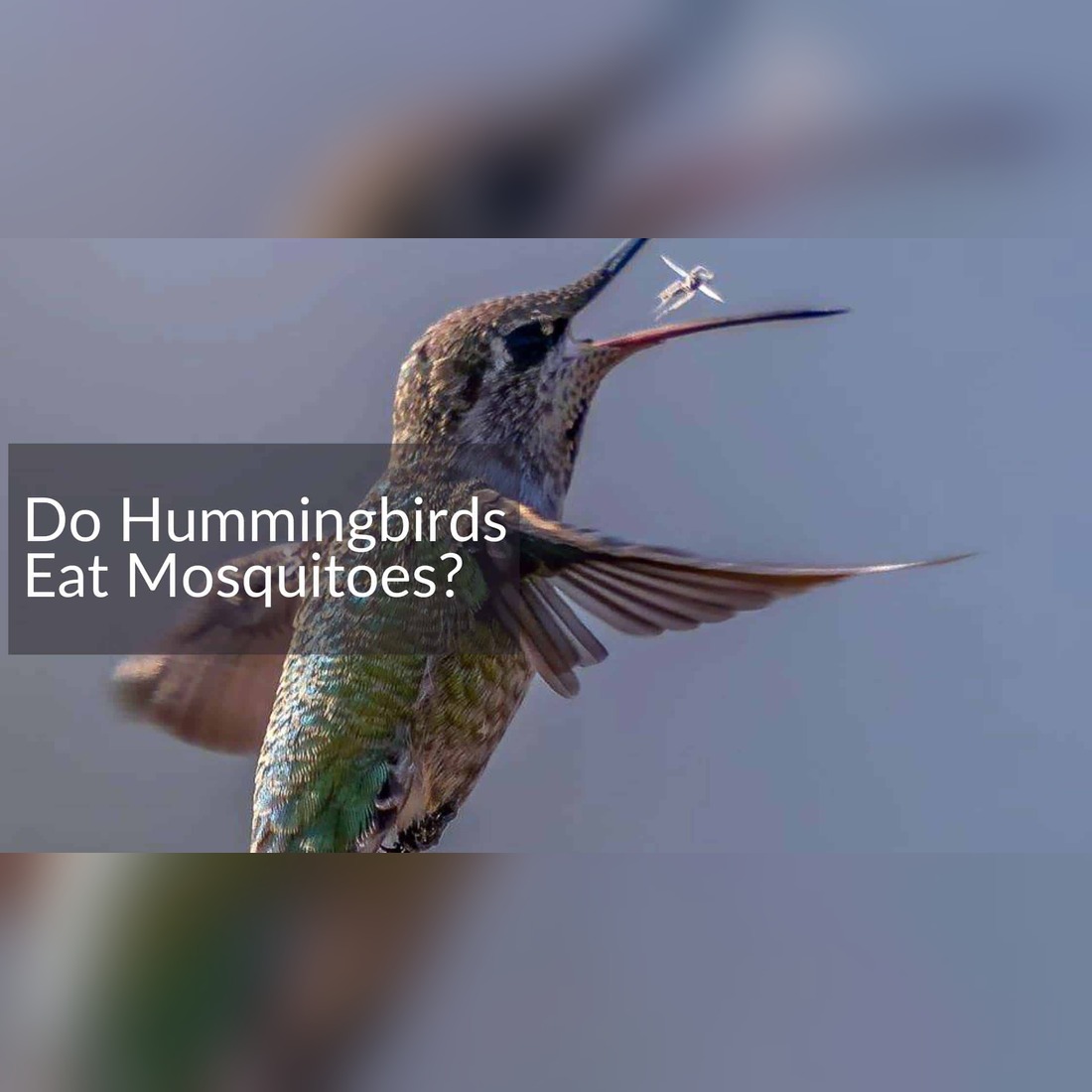hummingbird eating mosquito