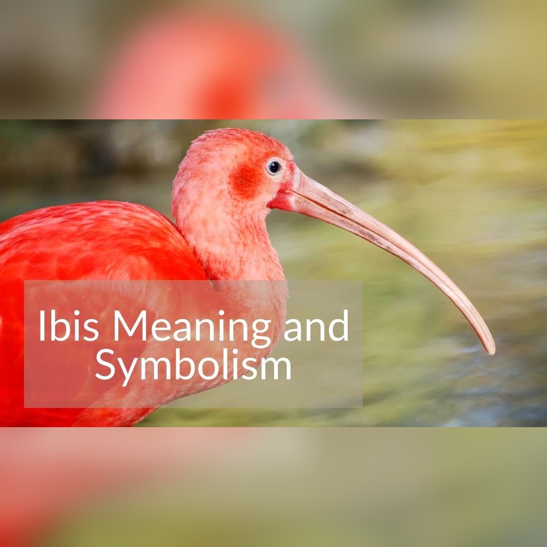 Ibis Meaning Symbolism