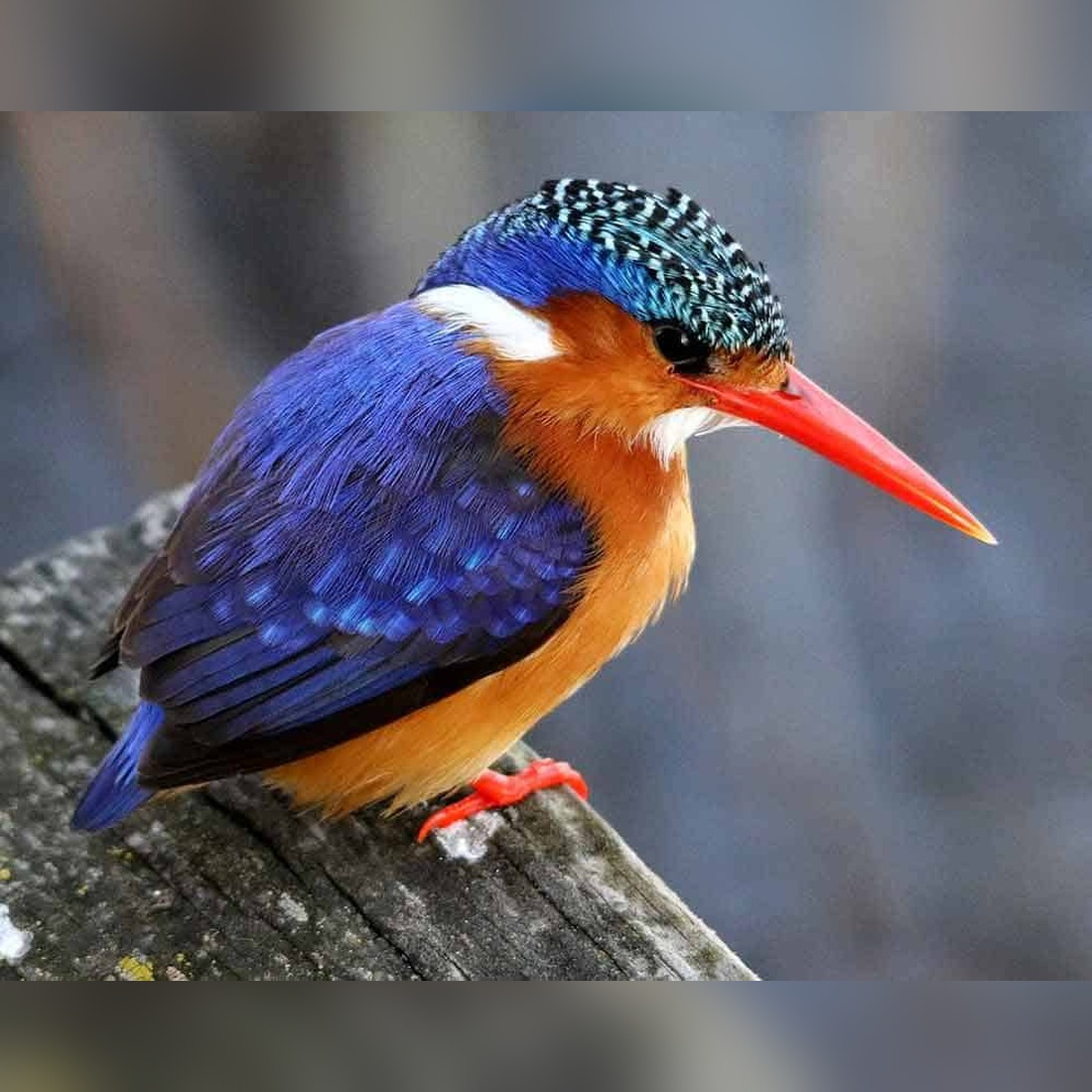 Kingfisher Symbolism