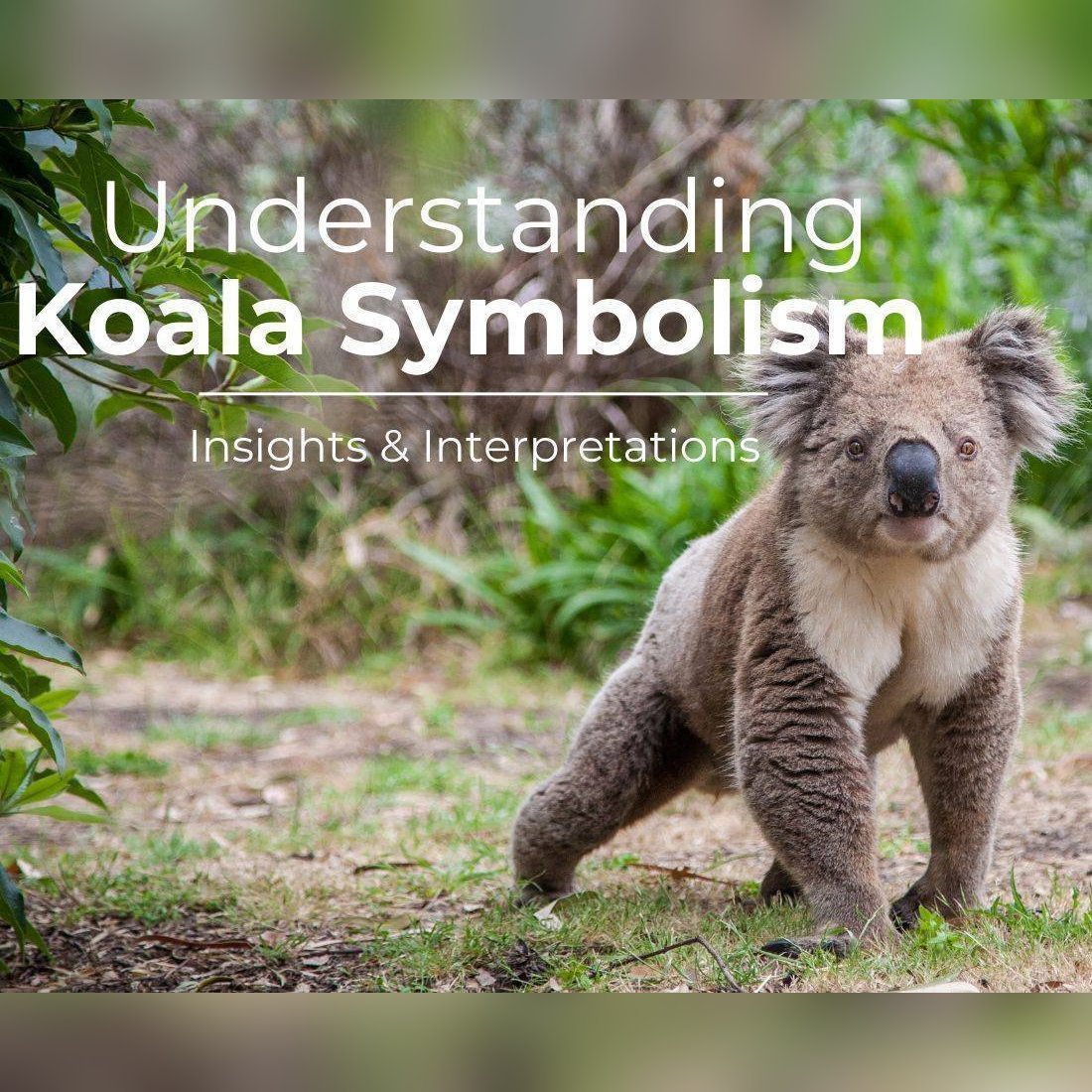 koala symbolism