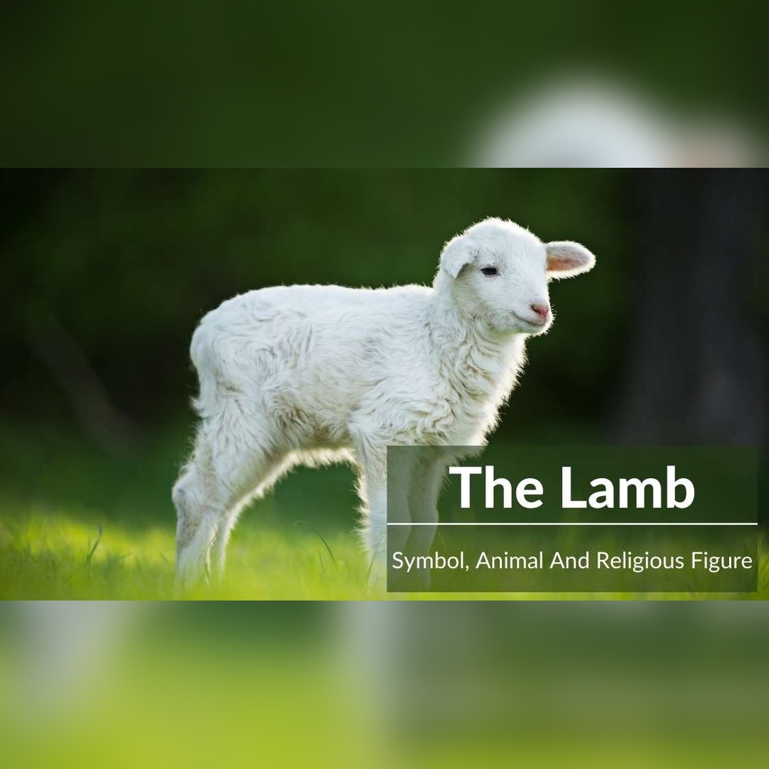 lamb symbolism2 1100x1100 1 Animal Symbolism