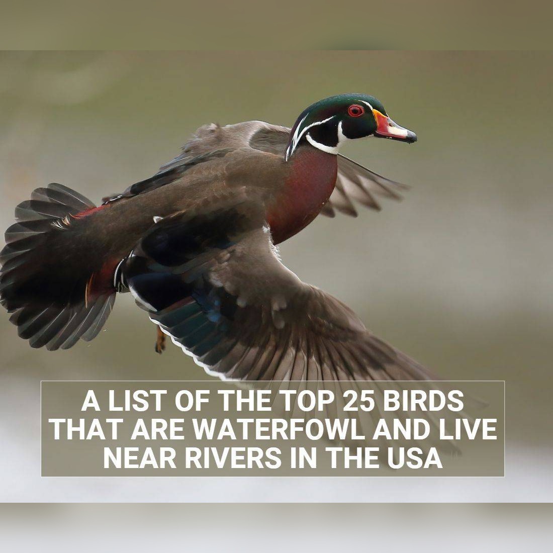 list birds live near rivers