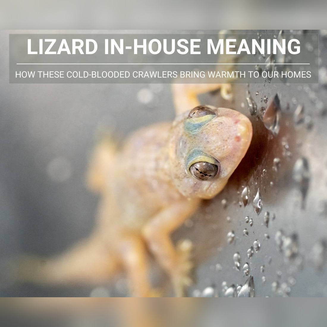Lizard in the House: What These Ancient Creatures Reveal About Your Spiritual Path