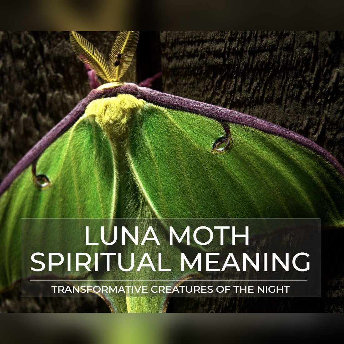 Luna moth spiritual meaning
