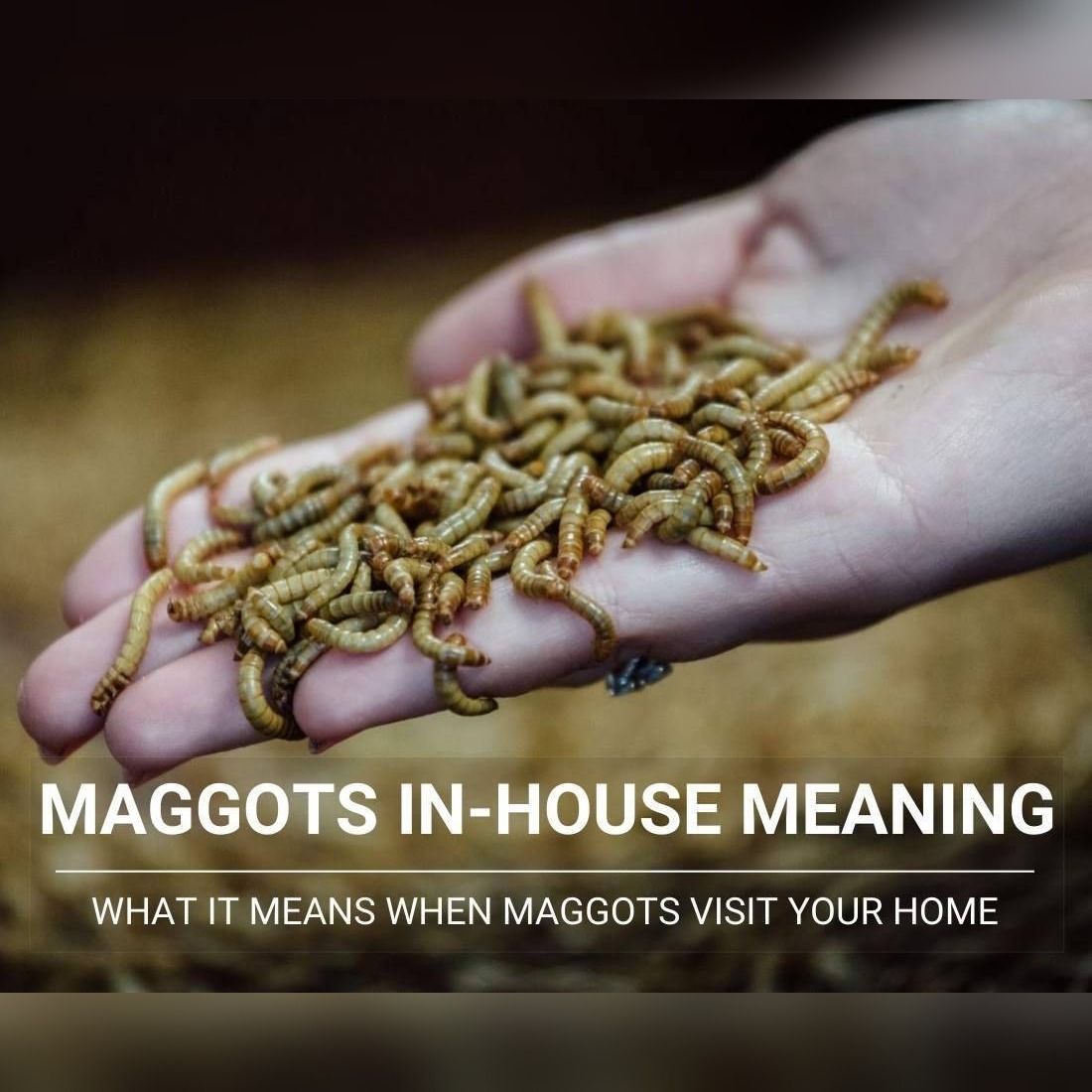 Spiritual Transformation or Warning Sign? What Maggots in Your Home Really Mean