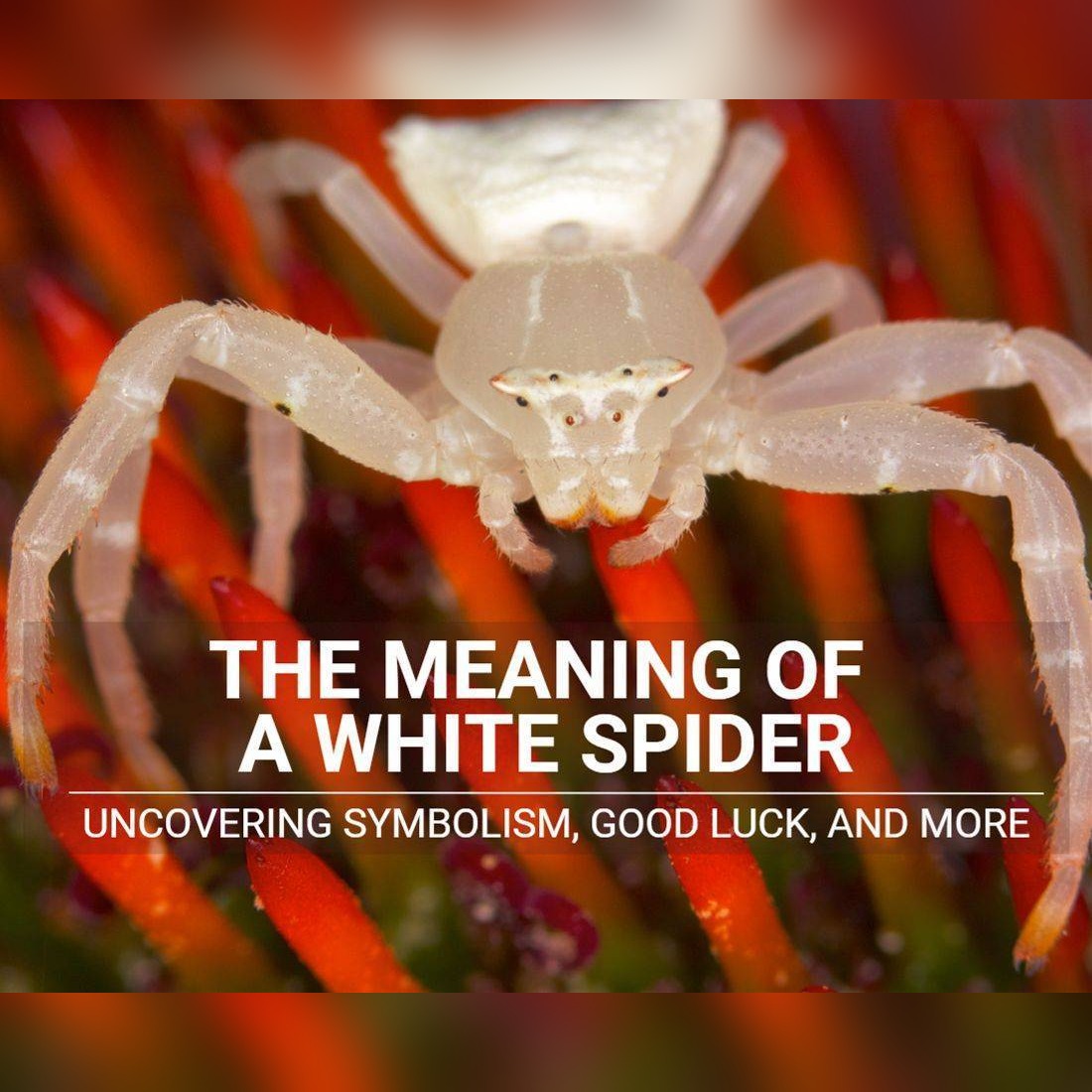 The Meaning of a White Spider