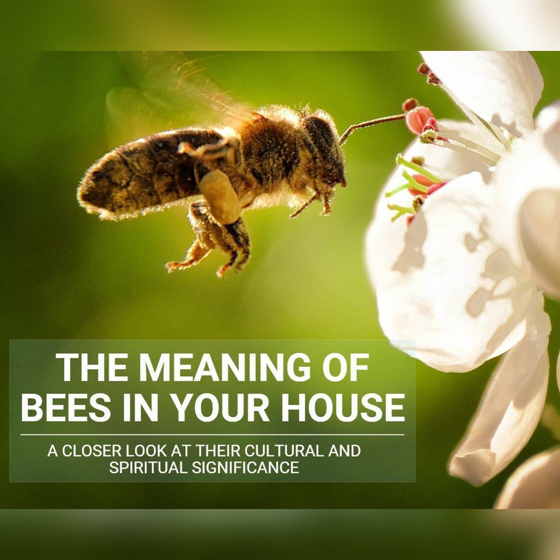 Meaning Of Bees In Your House