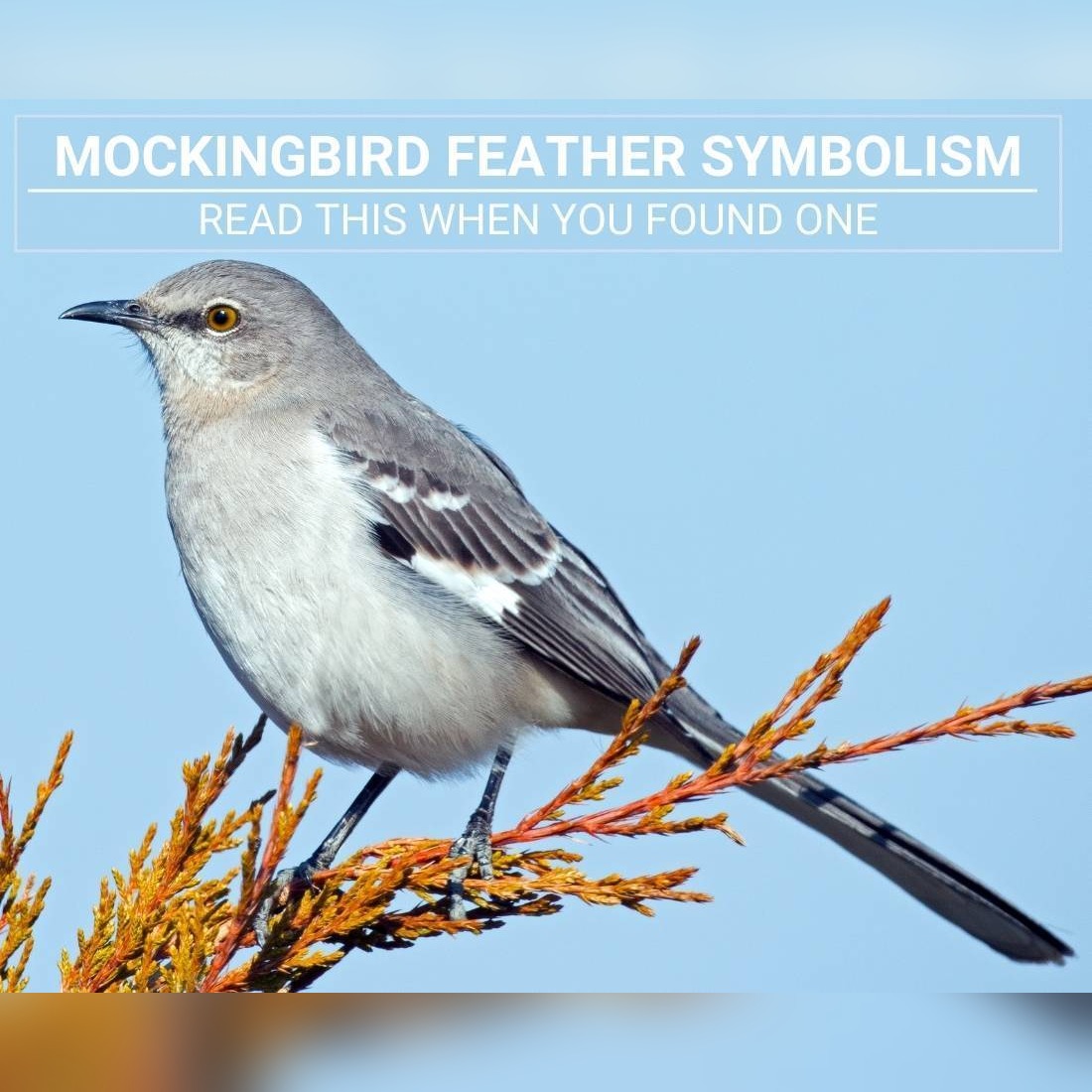 The Sacred Whisper: What Finding a Mockingbird Feather Really Means for Your Spiritual Journey