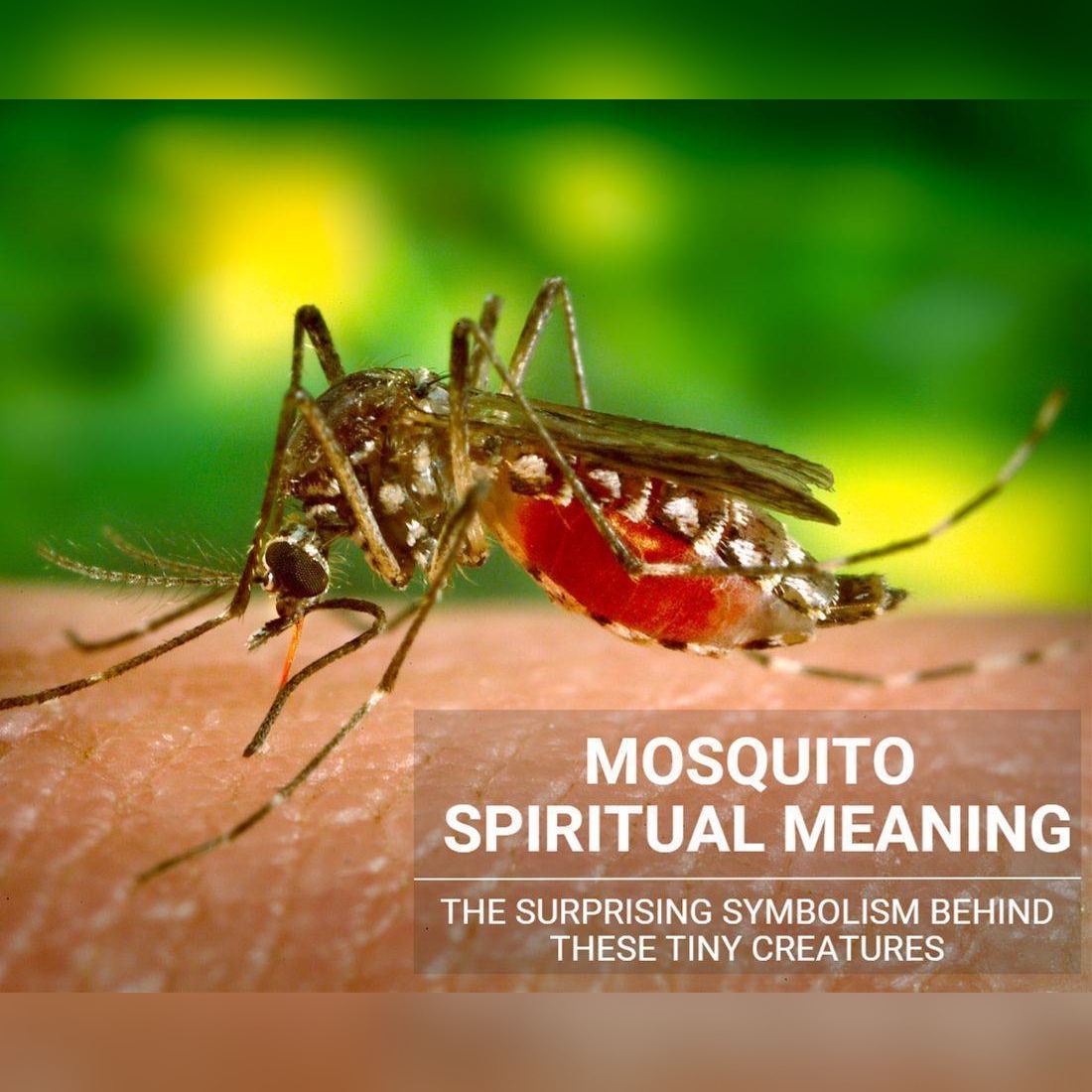 Mosquito Spiritual Meaning