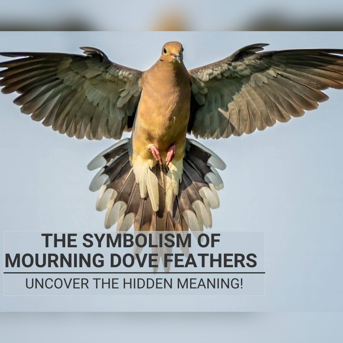 Unveiling the Sacred Symbolism: Mourning Dove Feather Meanings for Spiritual Growth and Healing