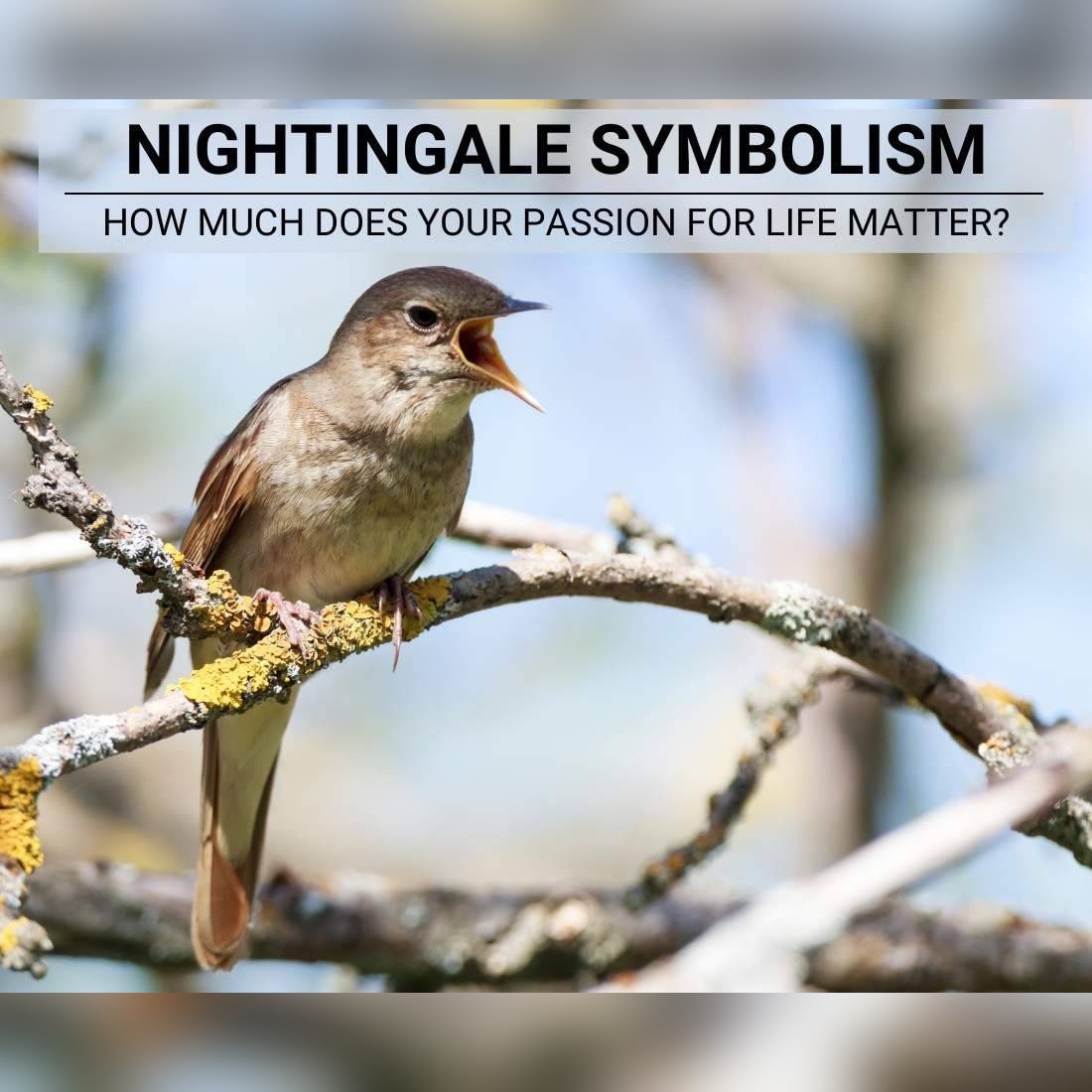 nightingale symbolism2 1100x1100 1 Nightingale Symbolism: Spiritual Meaning Of Hope And Transformation