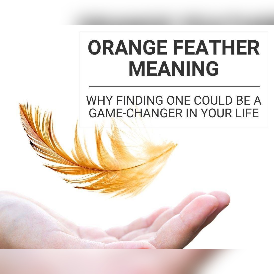 Orange Feather Meaning: Why Finding One Could Be a Game-Changer in Your Life
