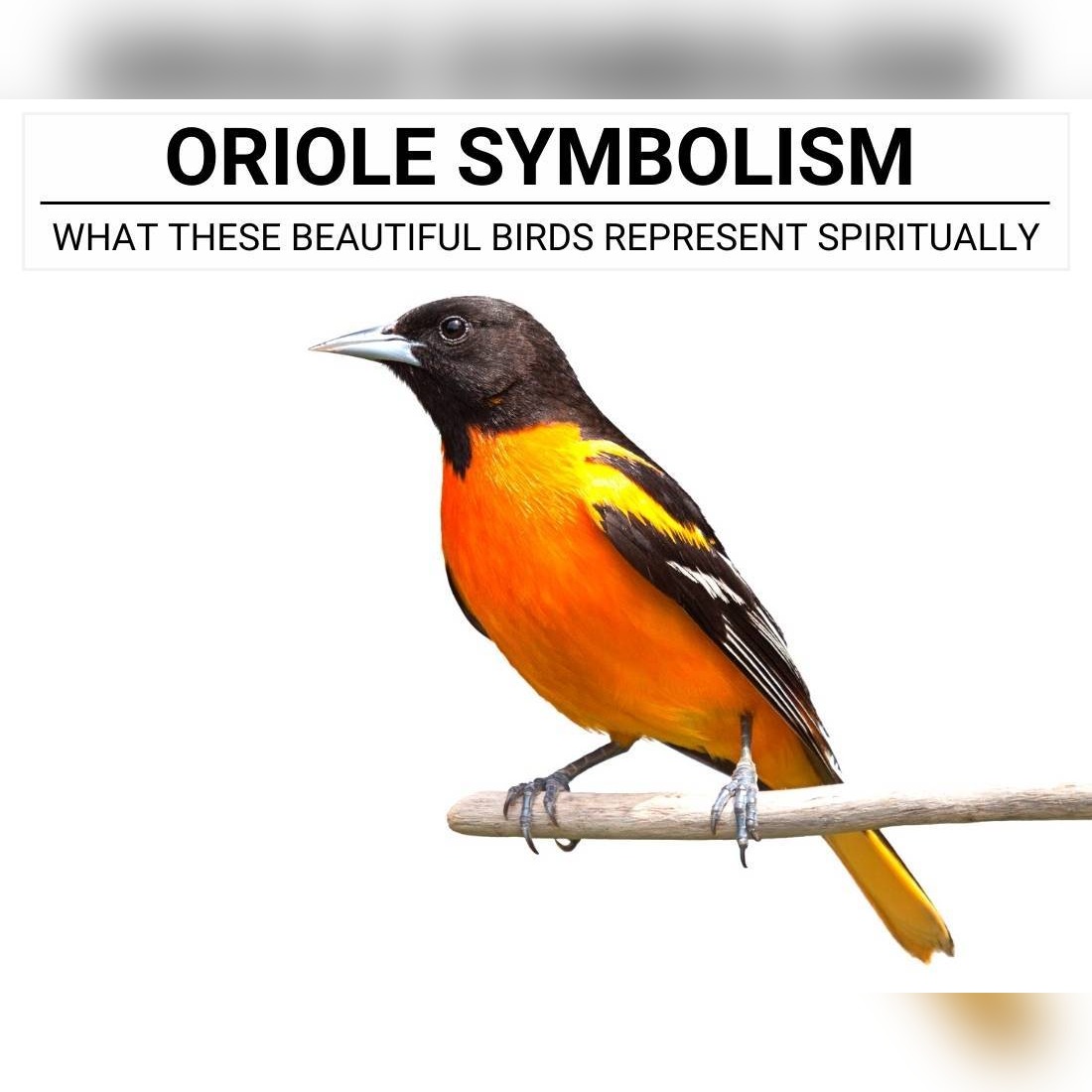 Oriole Symbolism