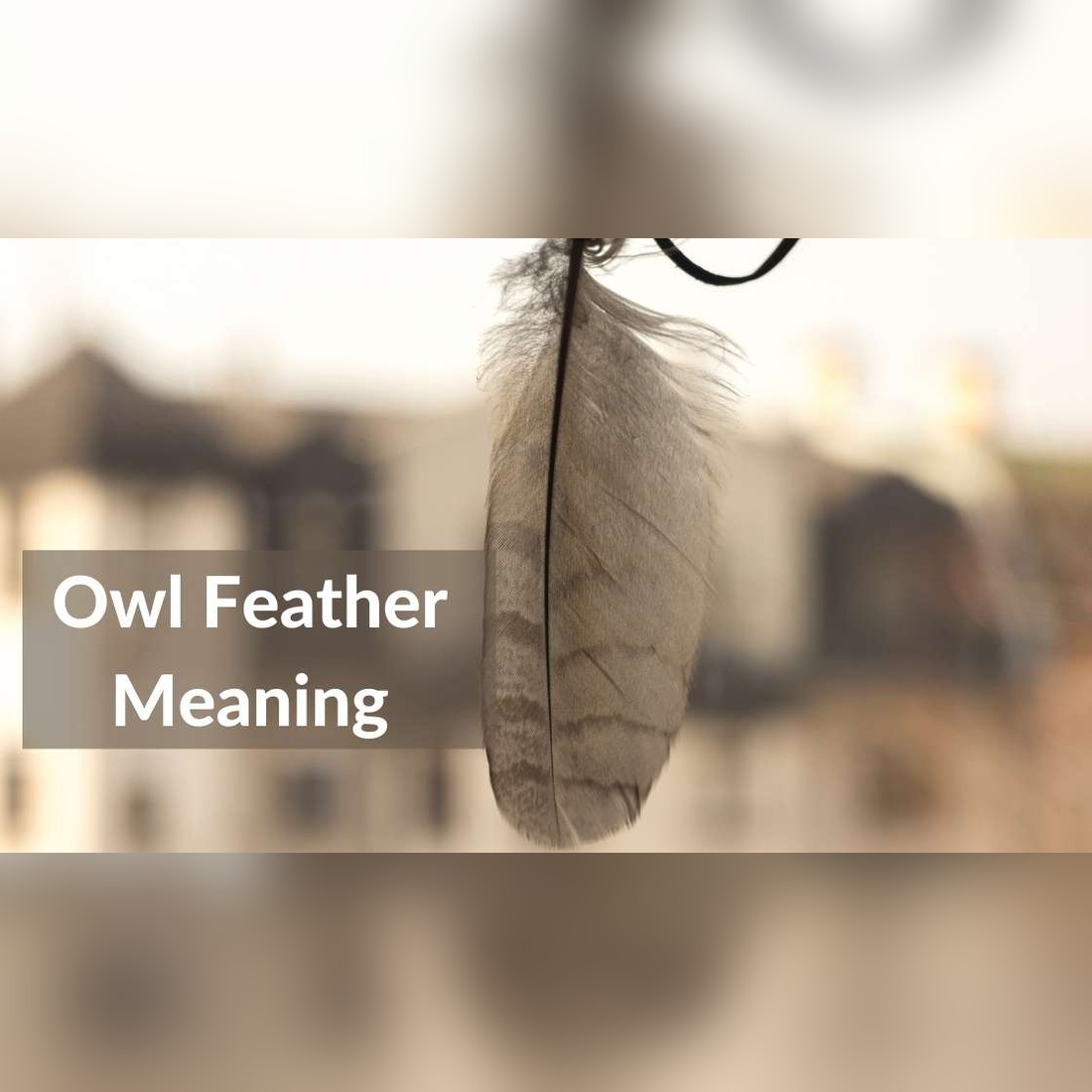 Unlock the Secrets: Owl Feather Meaning and Symbolism
