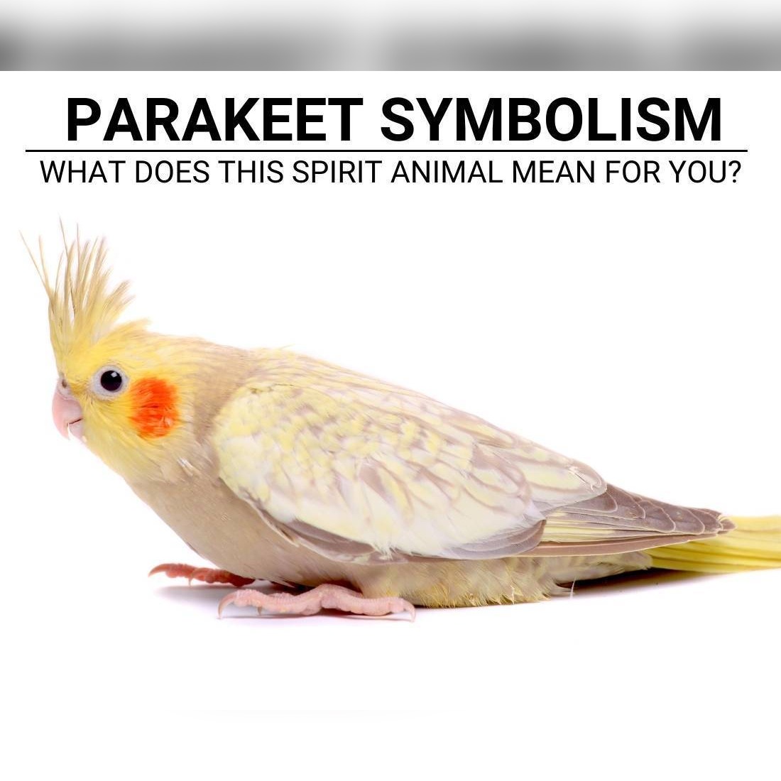 parakeet Symbolism