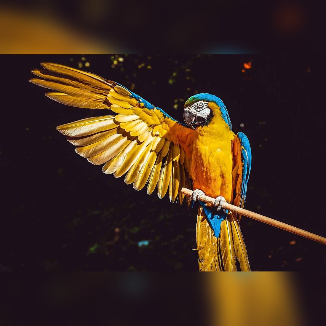 parrot symbolism