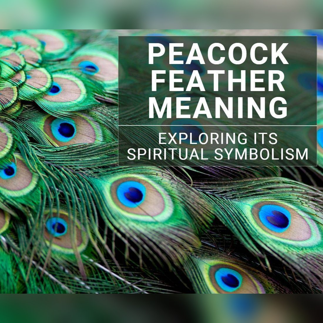 The Meaning Of The Peacock Feather: Symbolism And Spiritual Significance