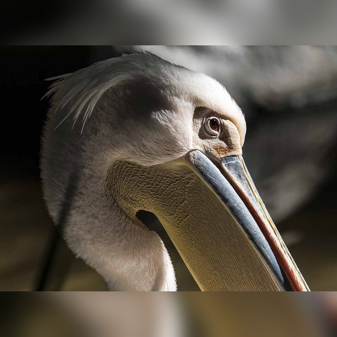 pelican symbolism