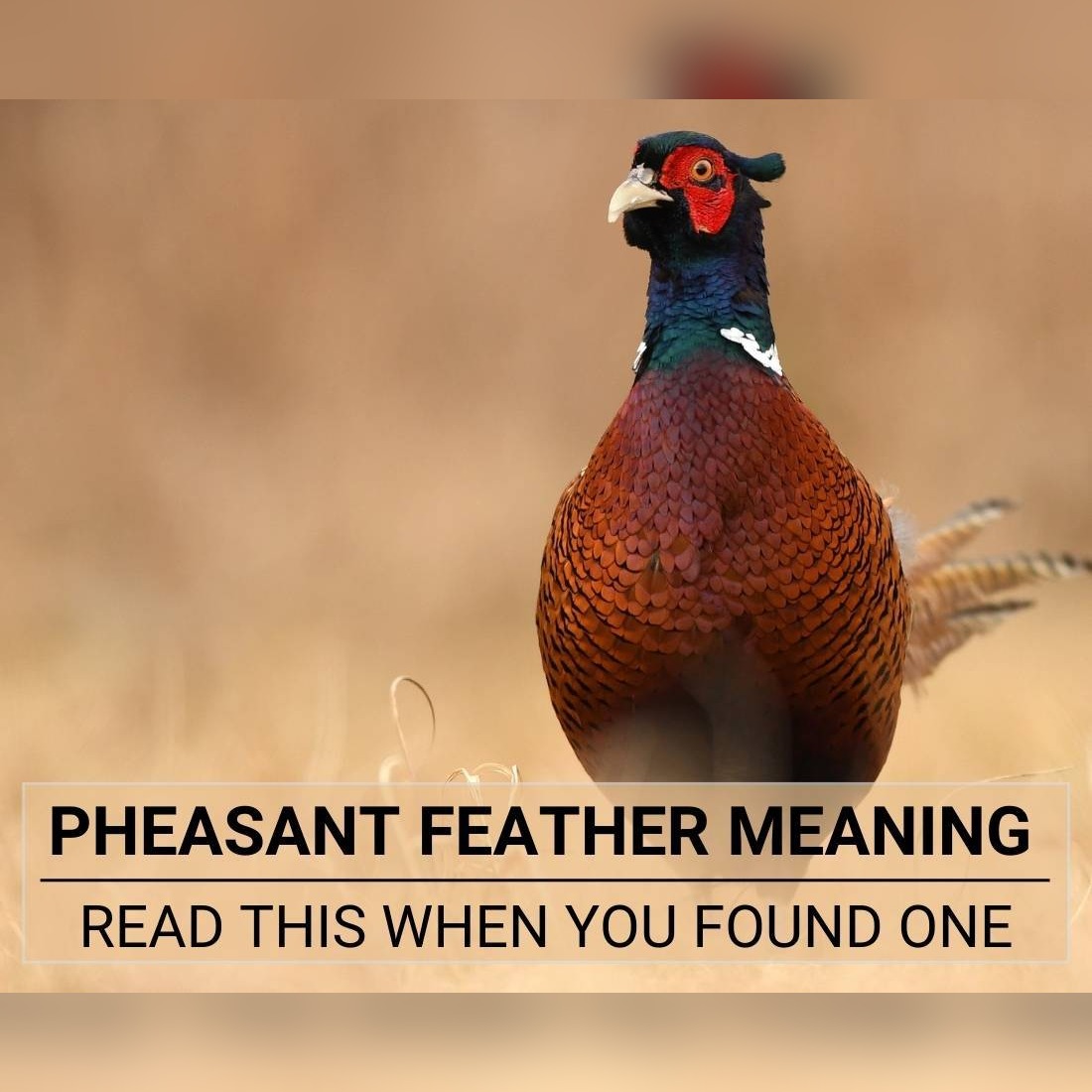 Pheasant Feather Meaning: Read This When You Found One