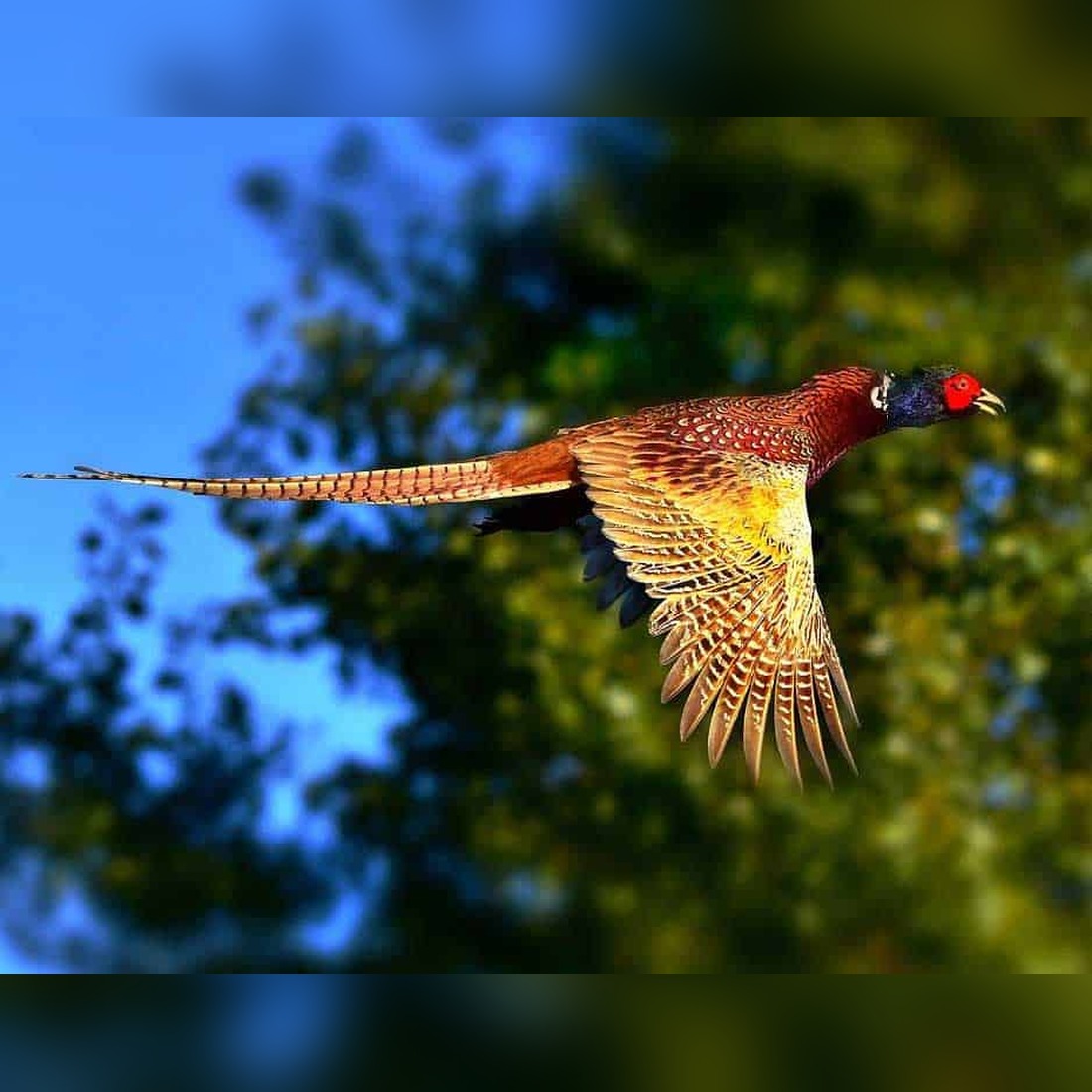 pheasant symbolism