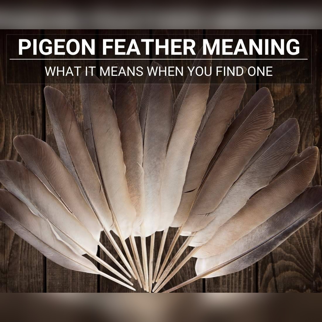 Discover the Good Luck Charm: The Symbolic Meaning Behind Pigeon Feathers