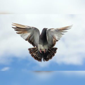 pigeon-totem-meaning-symbolism-and-spiritual-significance