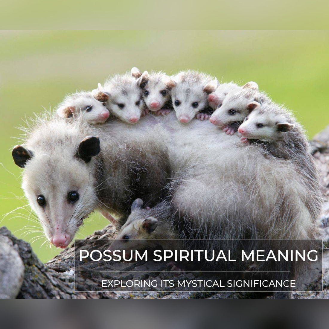 Possum Spiritual Meaning