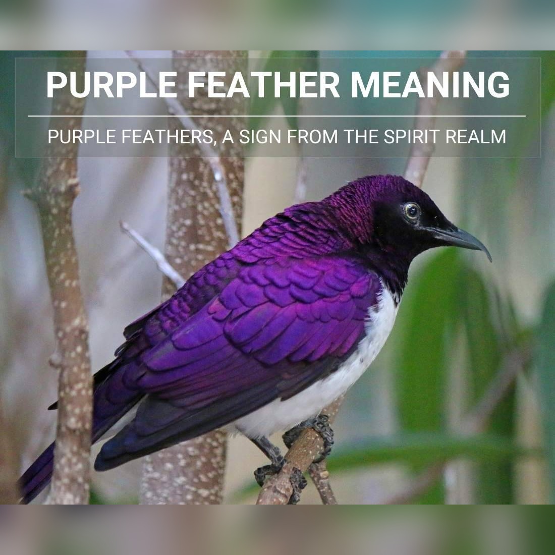 Unlocking the Mystery: Purple Feather Symbolism