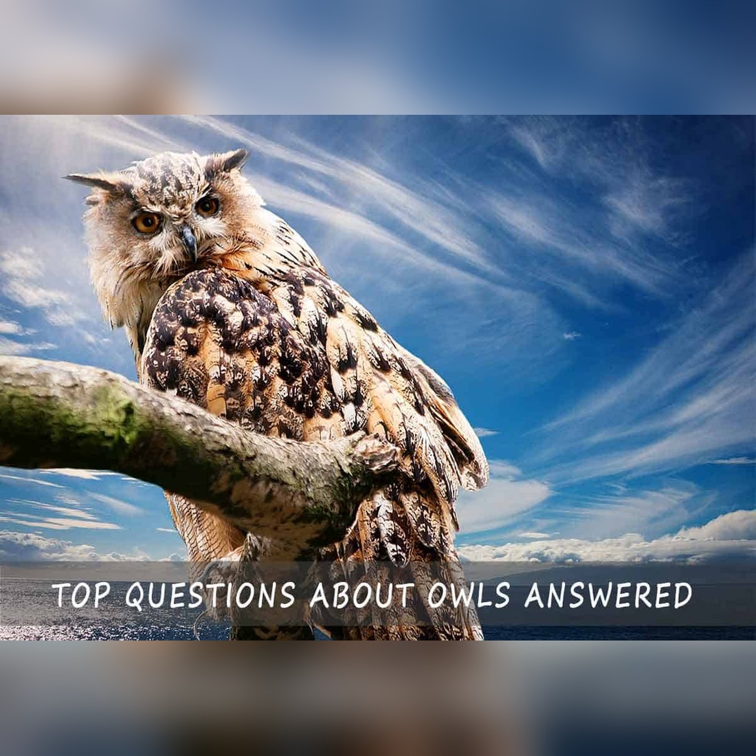 Questions About Owls Answered