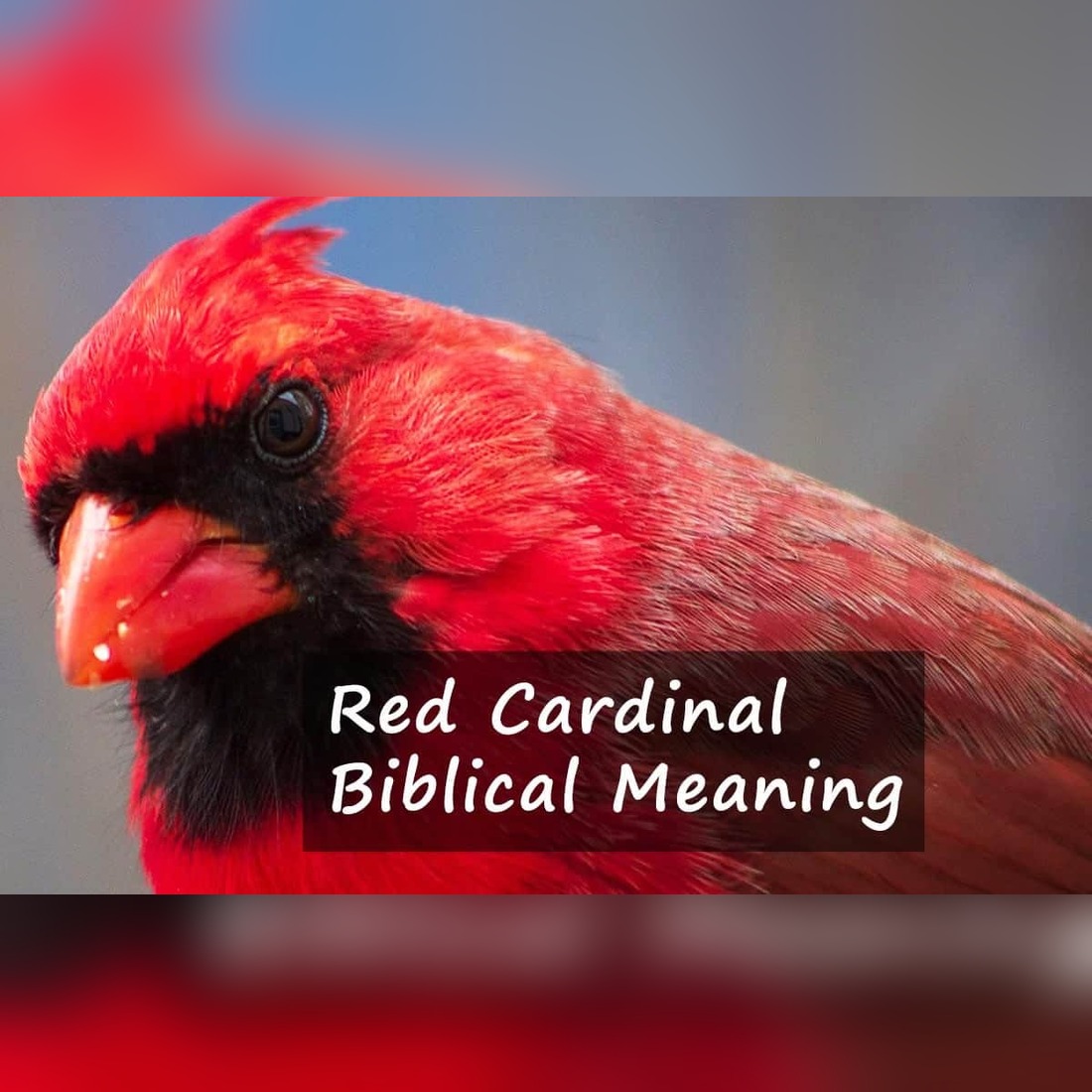 The Spiritual Messenger: What Red Cardinals Really Mean in Biblical Symbolism