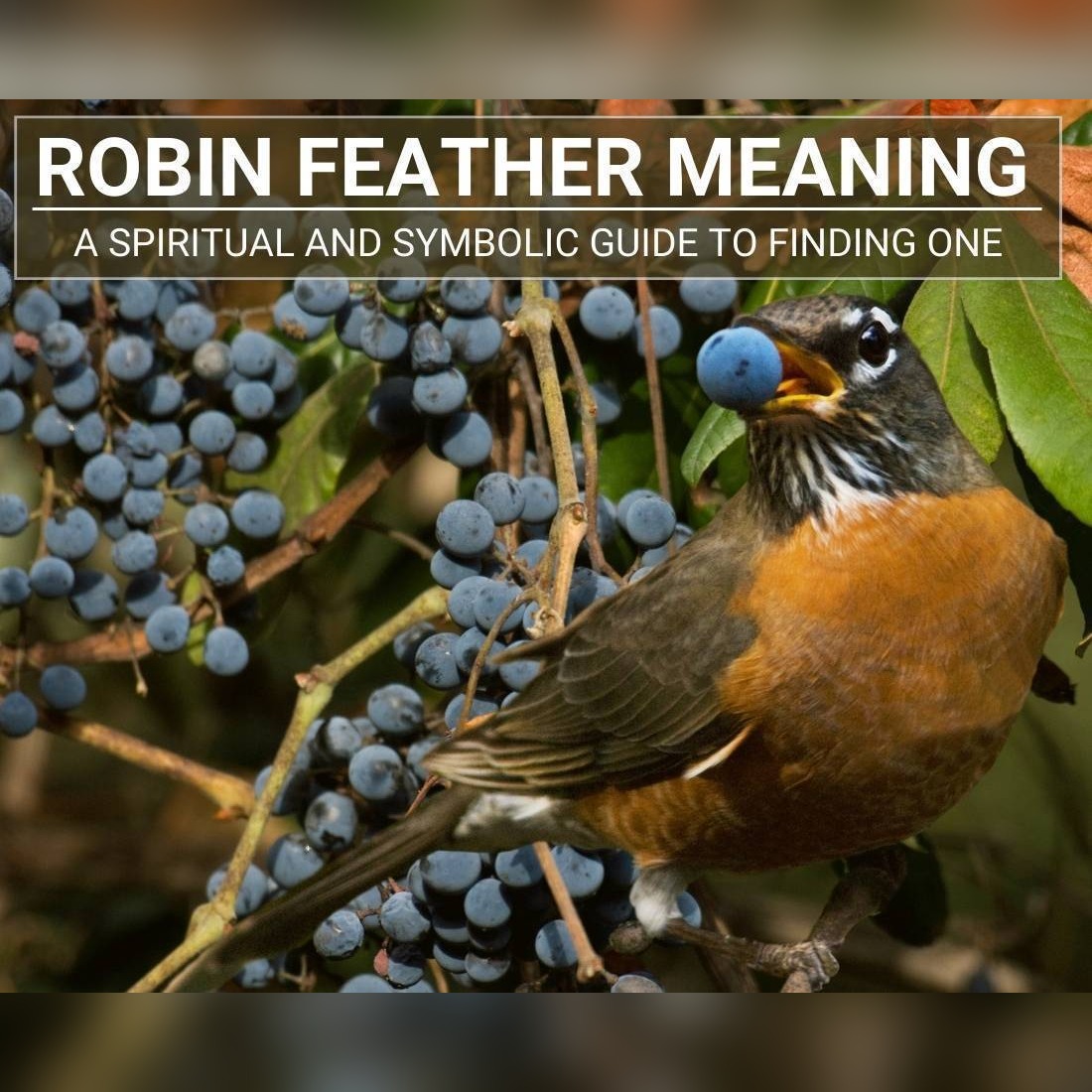 Unveiling the Sacred Meaning: What Finding a Robin Feather Reveals About Your Spiritual Journey