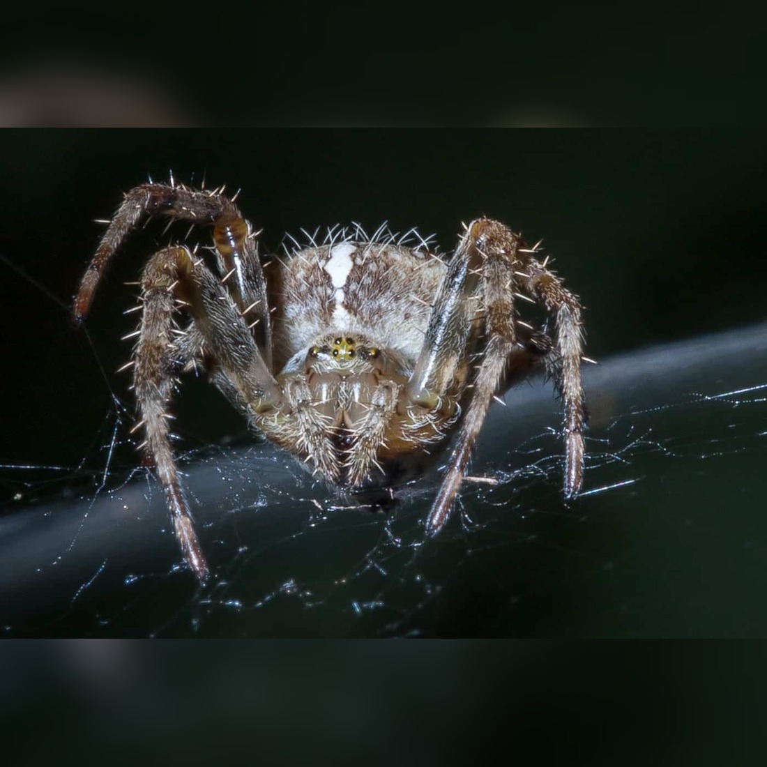 Scary Spiders Pictures 2