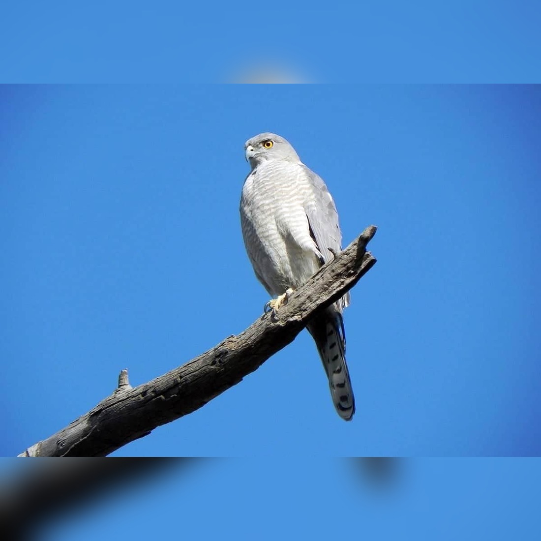 small birds of prey