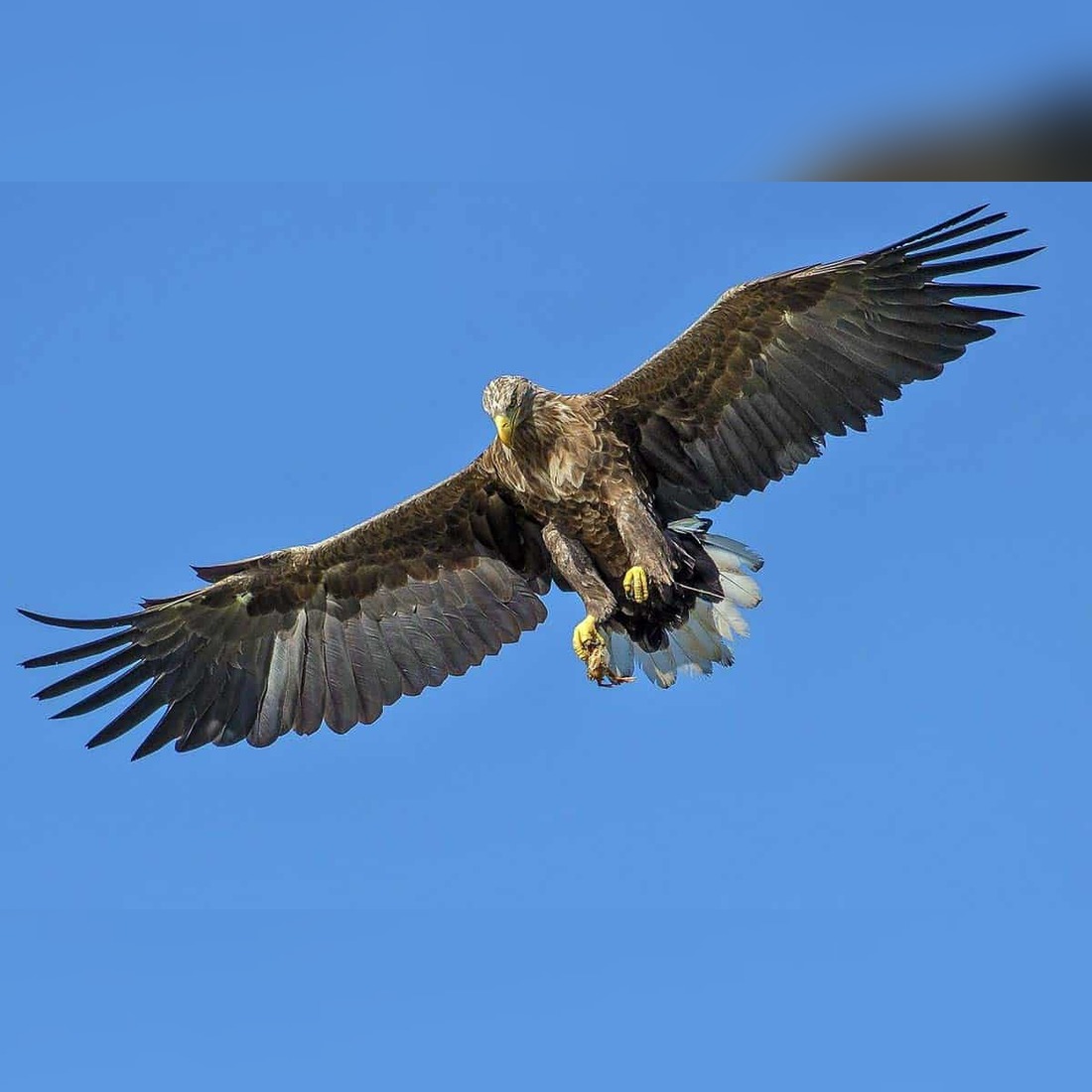 south Carolina birds of prey