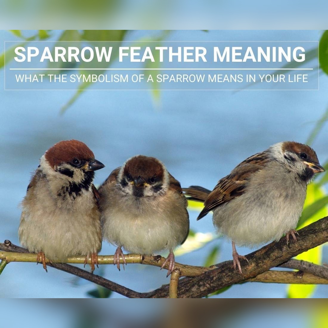 Sparrow Feather Meaning: What the Symbolism Of A Sparrow Means In Your Life