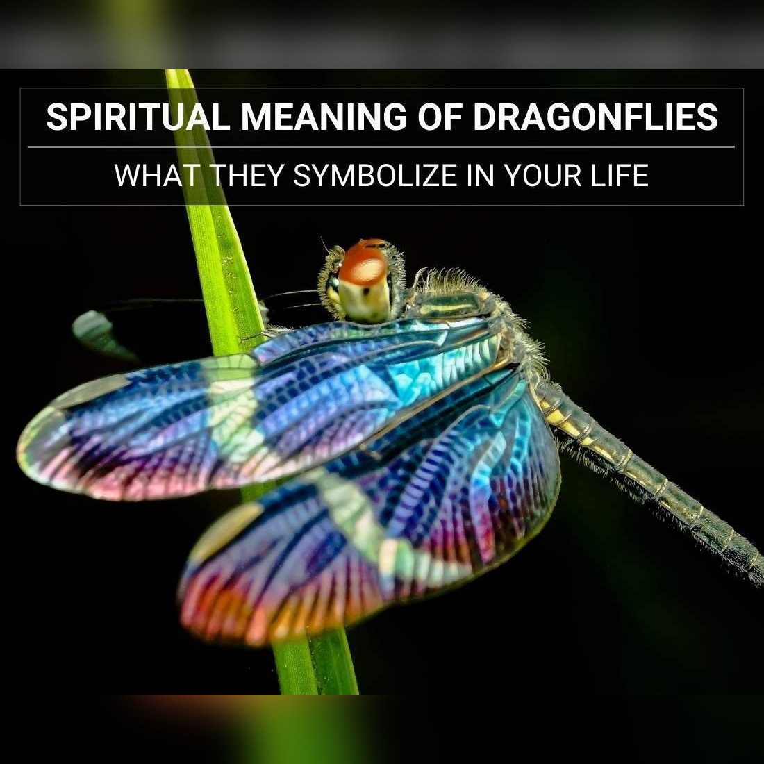 Spiritual Meaning of Dragonflies