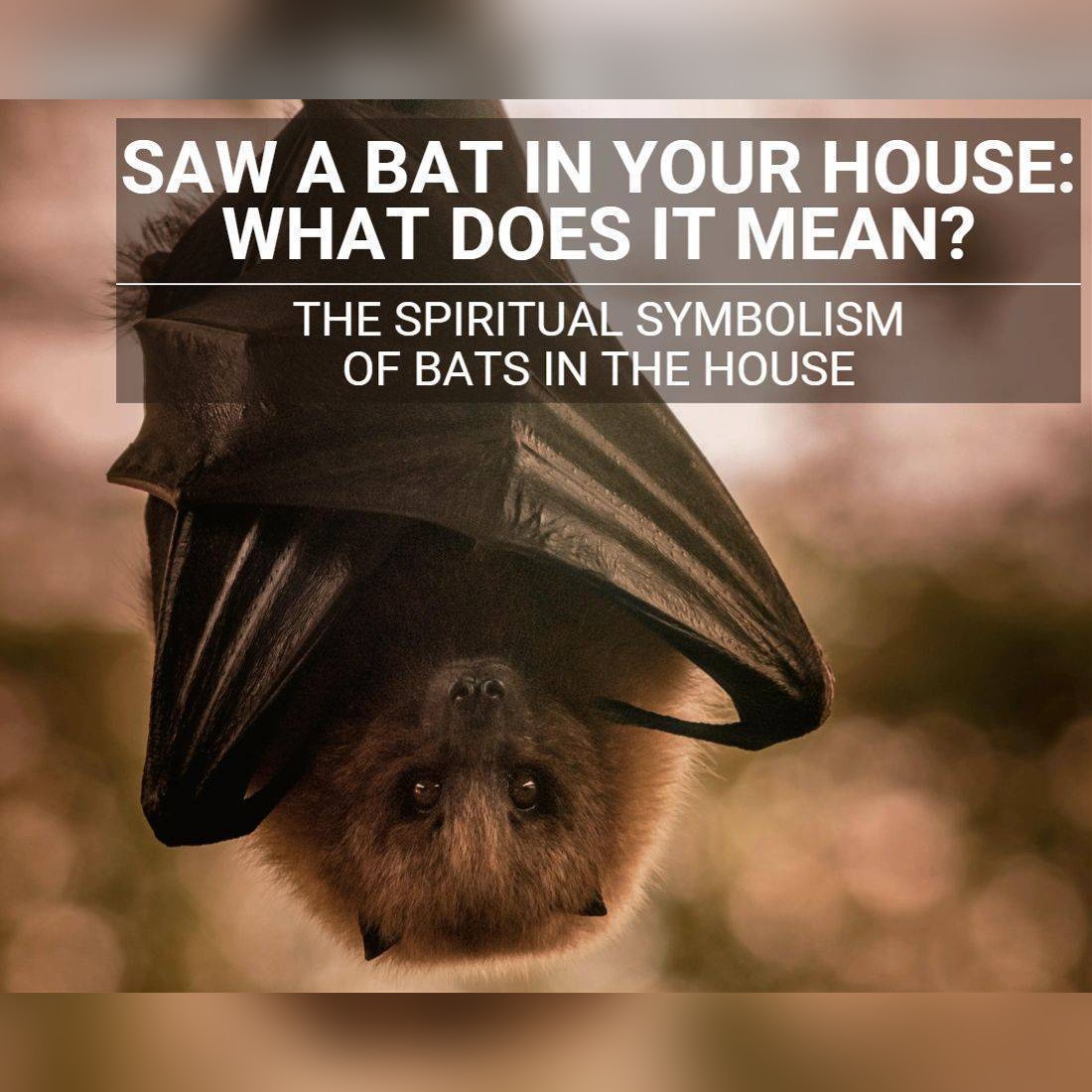 House Invaders – What It Means When Bats Pay a Visit: The Spiritual Symbolism of Bats In your House