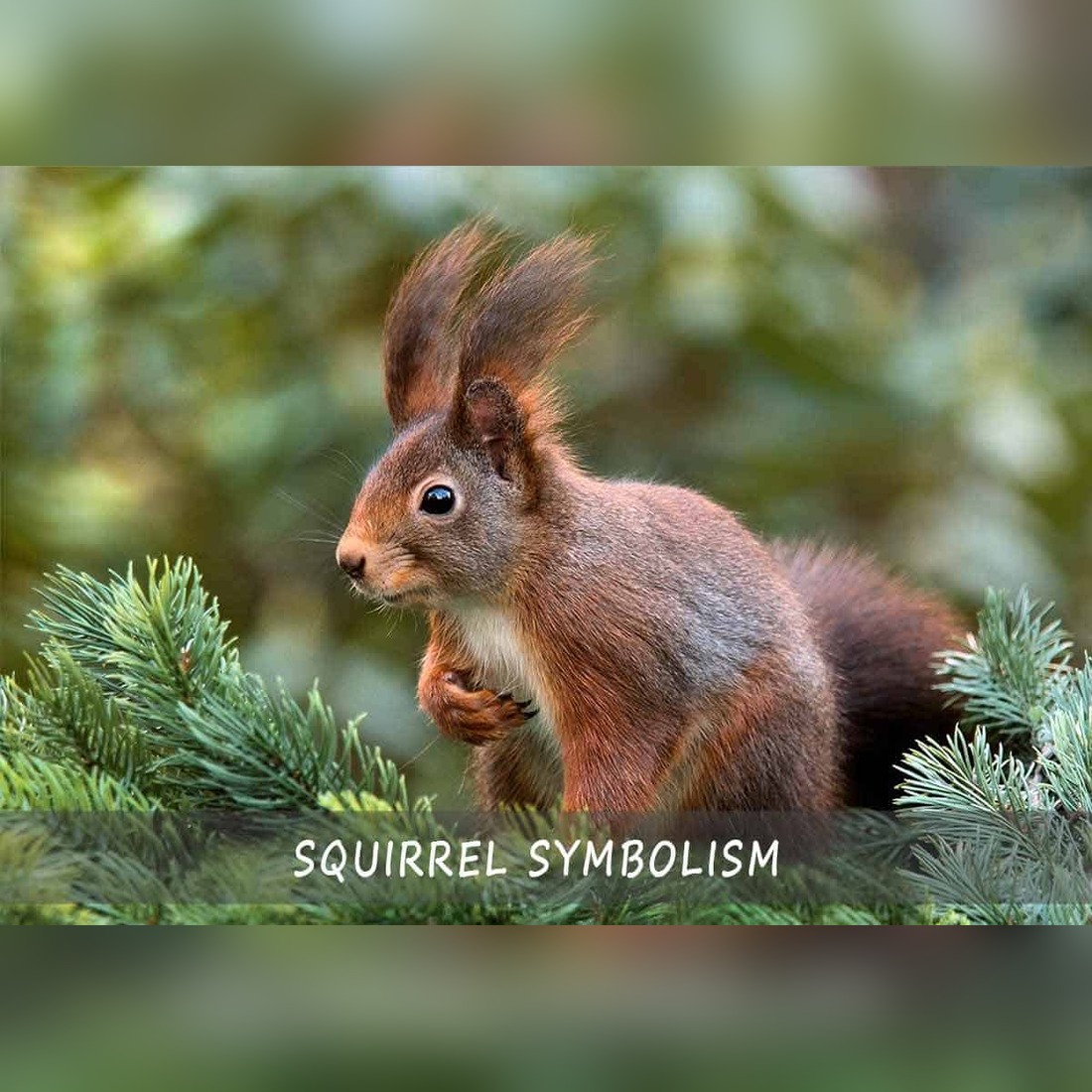 Squirrel Symbolism