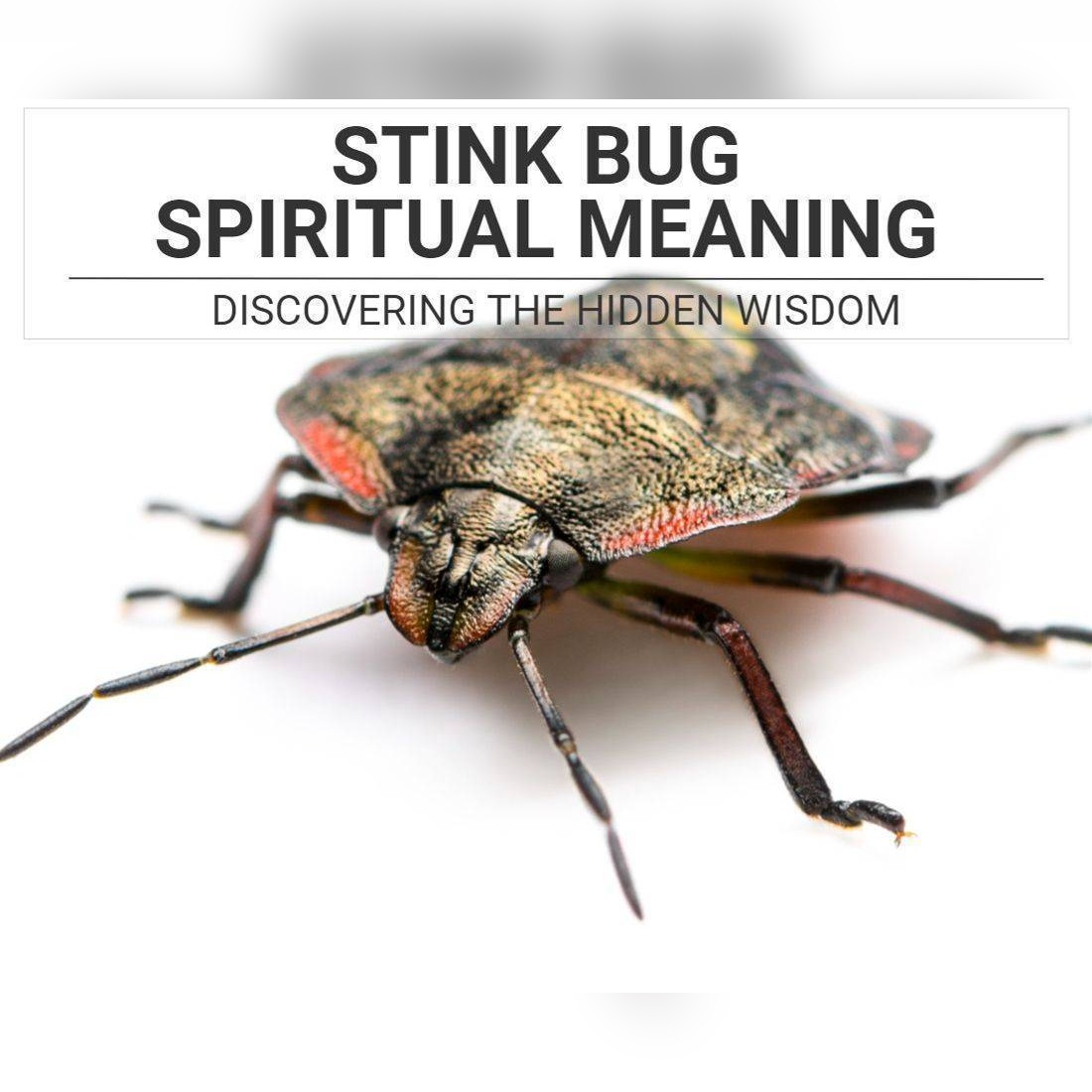 Stink Bug Spiritual Meaning