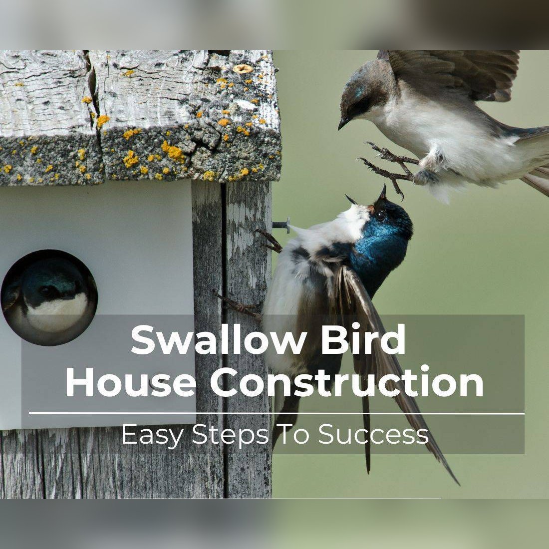 Swallow bird house constructionjpg