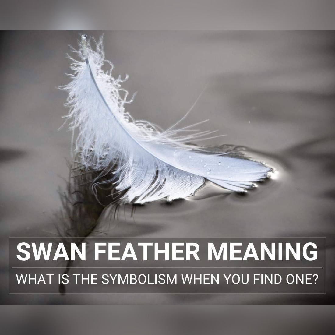 The Mystical Power of Swan Feathers: Finding Divine Guidance in Nature’s Most Elegant Messenger