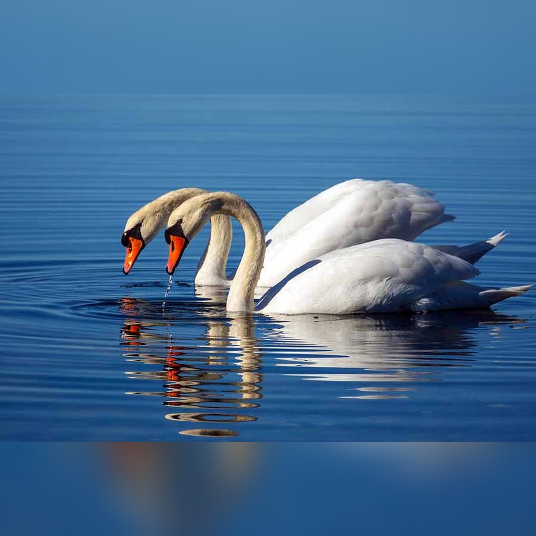 Swan Feeding