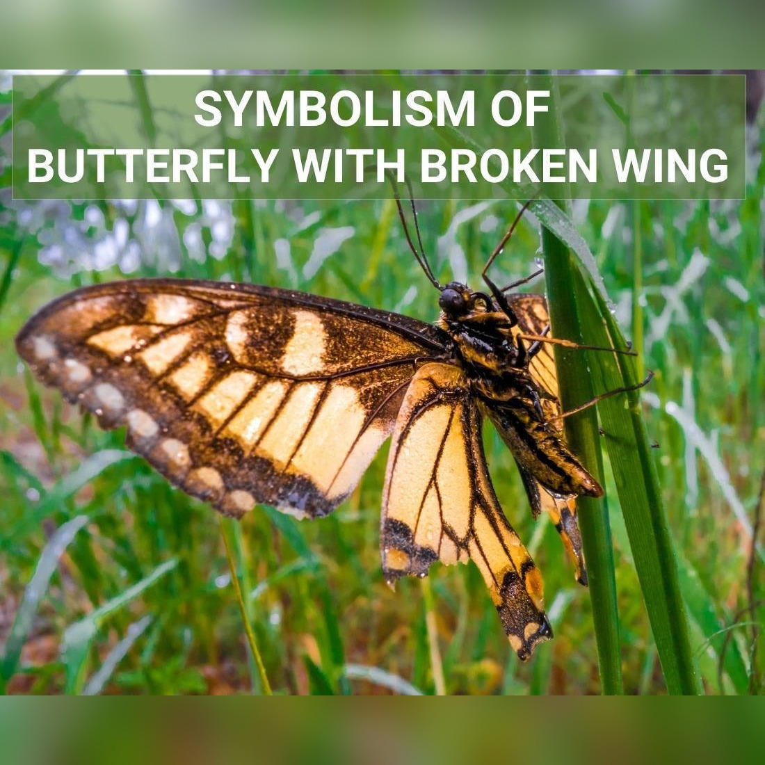 symbolism butterfly broken wing