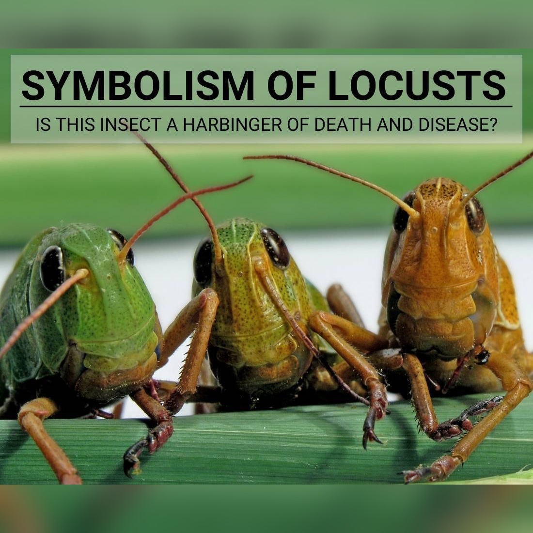 Symbolism of Locusts