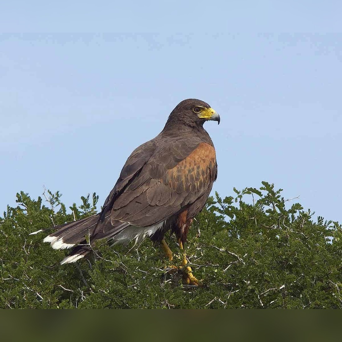 Texas Bird of Prey