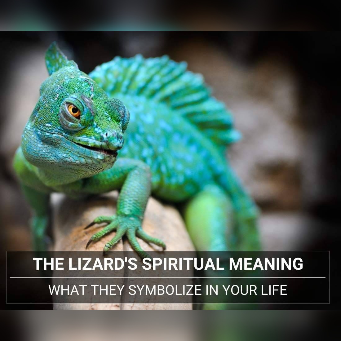 The Lizard Spiritual Meaning