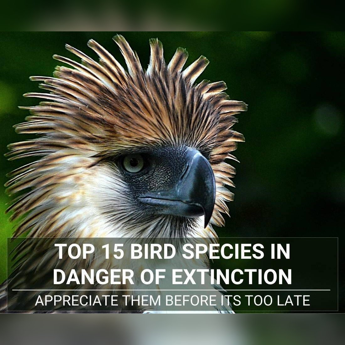 bird species in danger of extinction