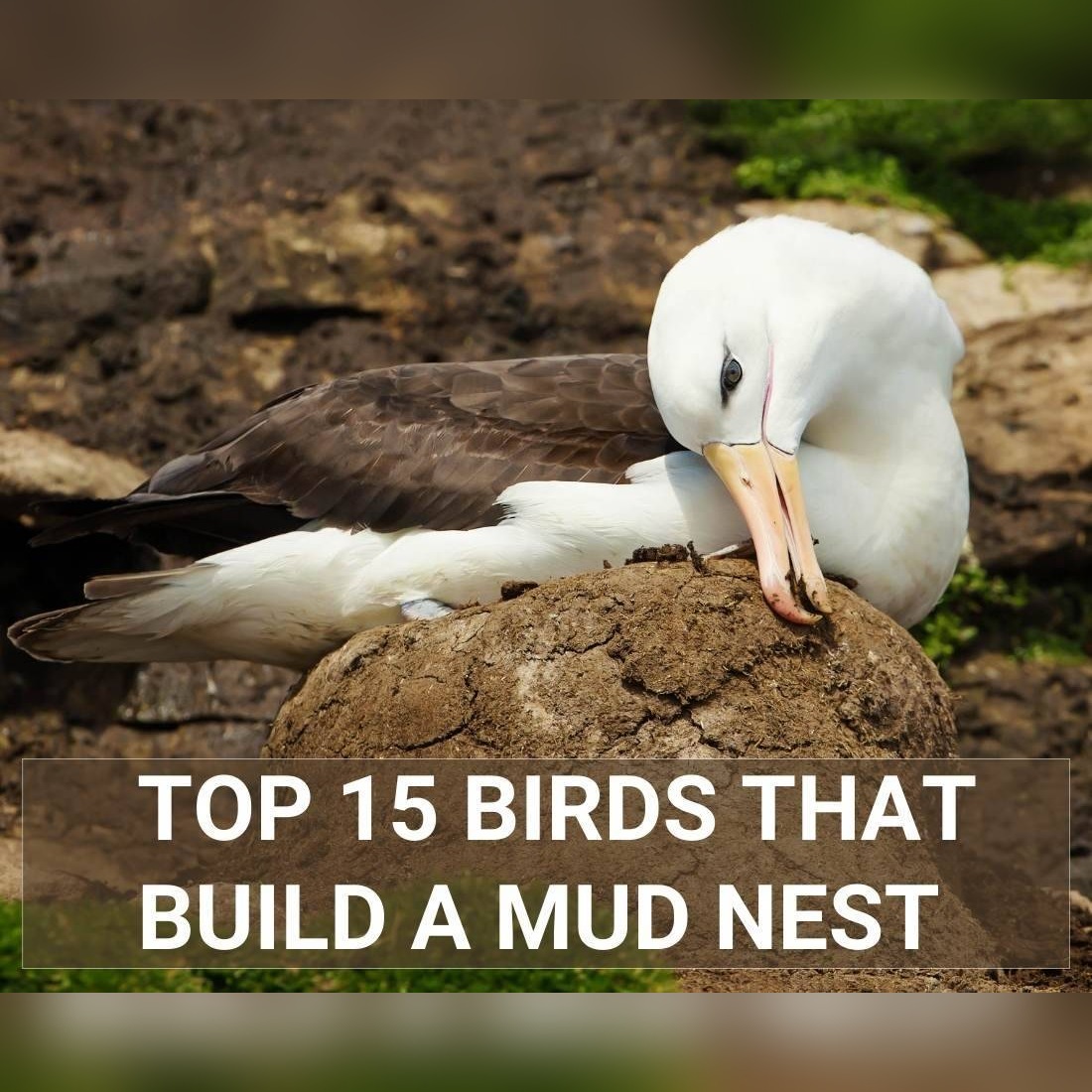 Birds That Build a Mud Nest