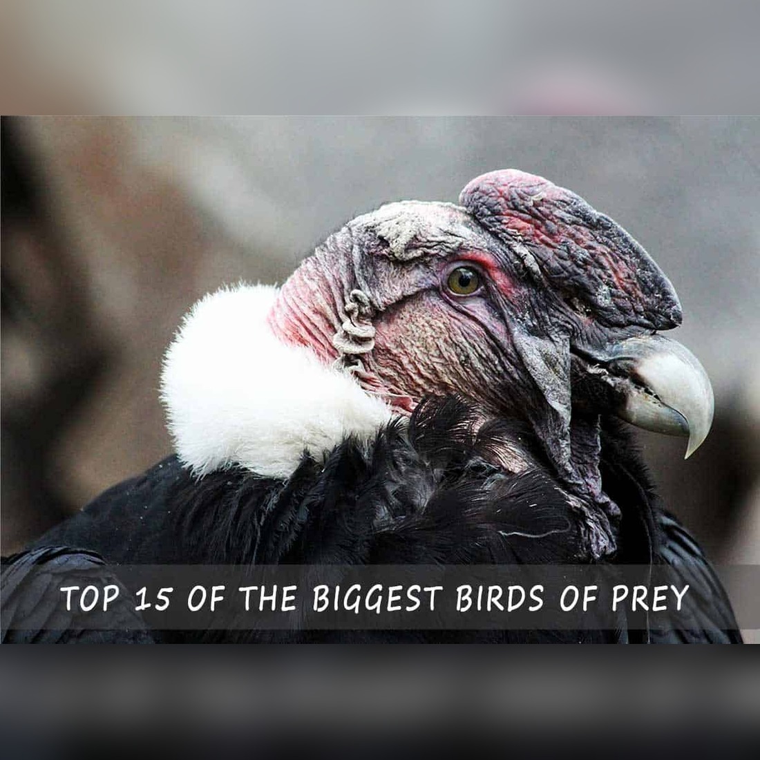 Top 15 of the Biggest Birds of Prey